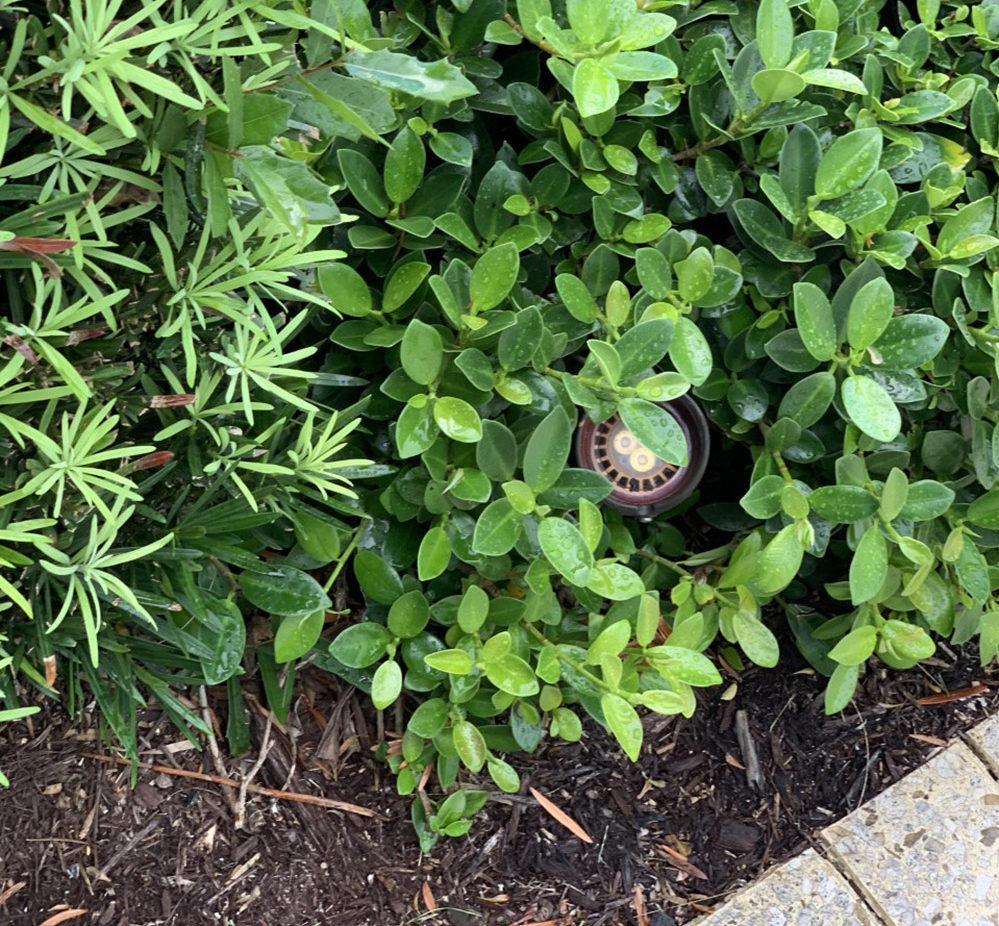 exterior light hidden in bushes