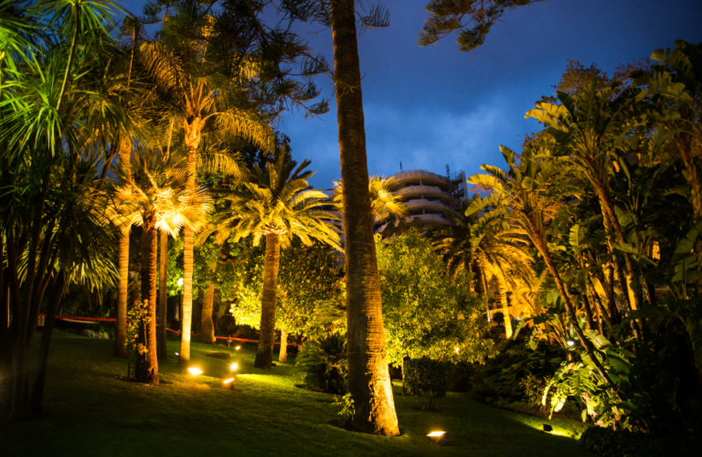 Best Palm Tree Lighting Service In Florida Top Landscape Lighting